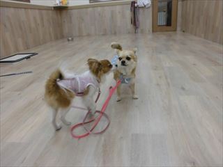 ootaka_15_5_8t_001 (6).JPG